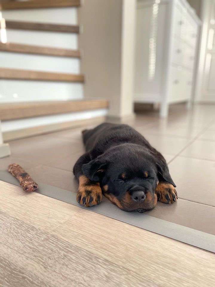 Frida the rottweiler resting on the floor